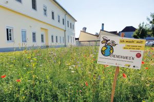 bienen01