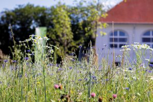 bienen02