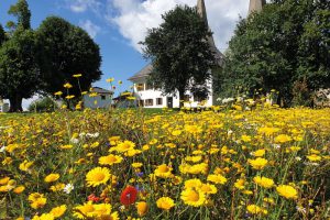 bienen03
