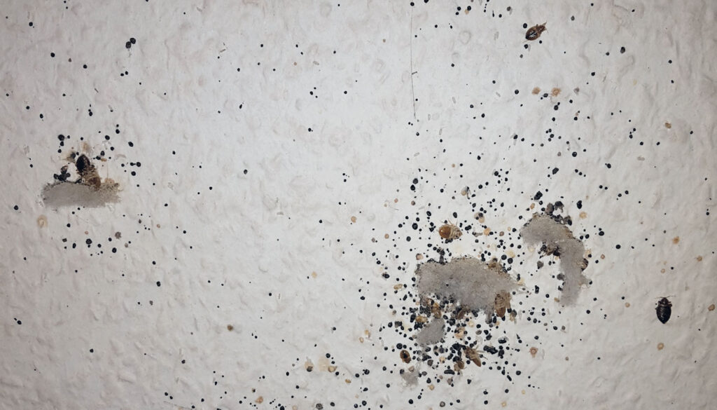 Bettwanzenverstecke nach dem Abrücken des Bettes