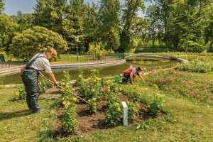 67_Rosarium_Baden_2932