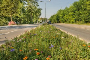 68_Strassenbegleitgruen_Baden_2645