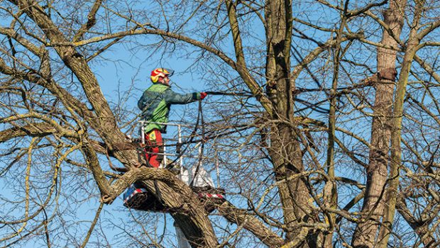 Kronensicherung mittels eines Seilverbundes. Dadurch wird eine Bewegung des geschädigten Bereiches verhindert oder zumindest so begrenzt, dass keine weitere Schädigung bzw. kein Ausbruch stattfinden kann.