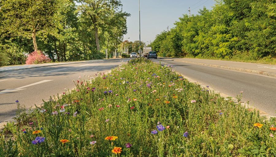 68_Strassenbegleitgruen_Baden_2645