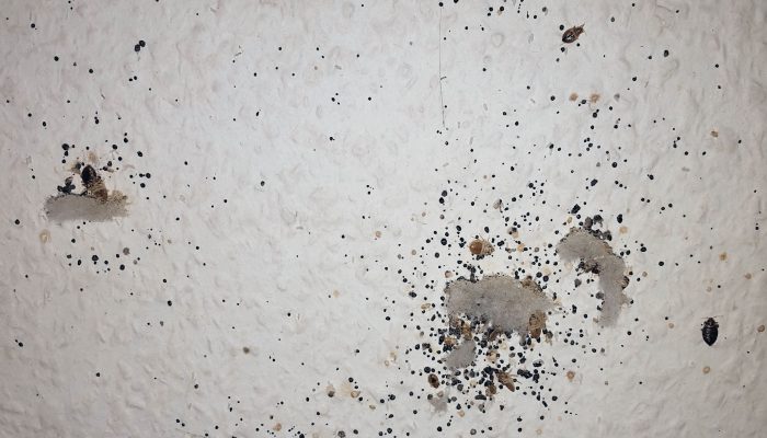 Bettwanzenverstecke nach dem Abrücken des Bettes